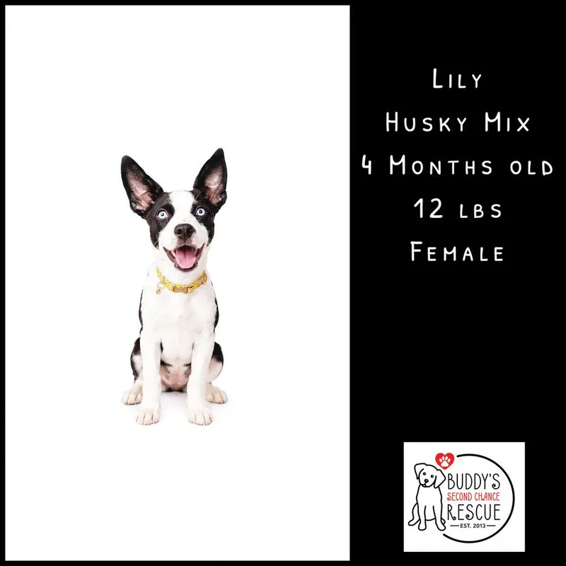 Lily thumbnail 2