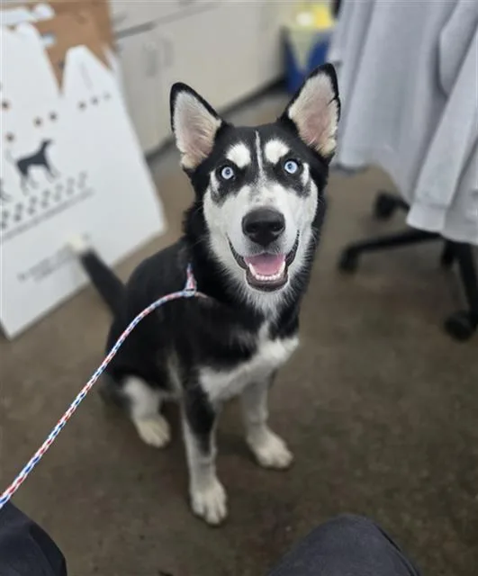 A young large-sized female Mixed Breed dog named Jules for adoption in Dallas, TX
