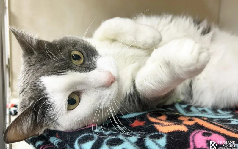 An adult large-sized male Domestic Short Hair cat named Checkers for adoption in Hagerstown, MD