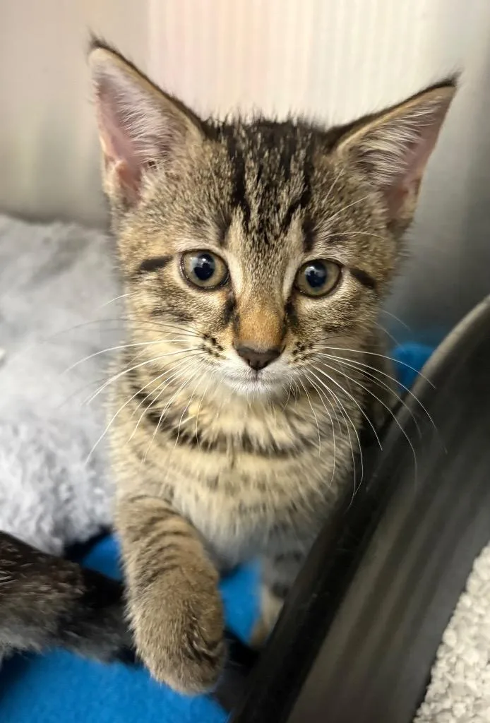 A baby medium-sized male Domestic Short Hair cat named Milo for adoption in Greeneville, TN
