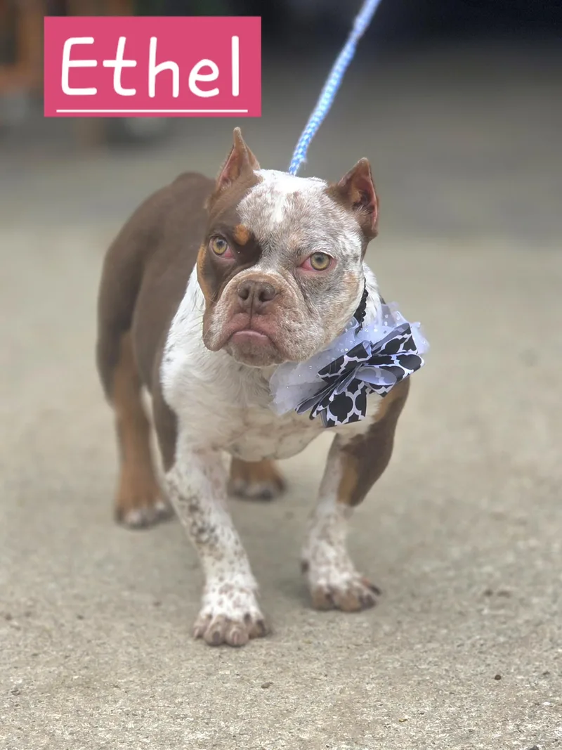 Ethel thumbnail 5