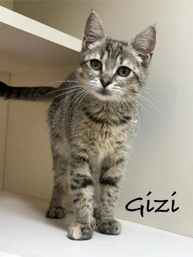 A baby medium-sized female Tabby (Brown / Chocolate) Domestic Short Hair cat named Gizi for adoption in Pawleys Island, SC