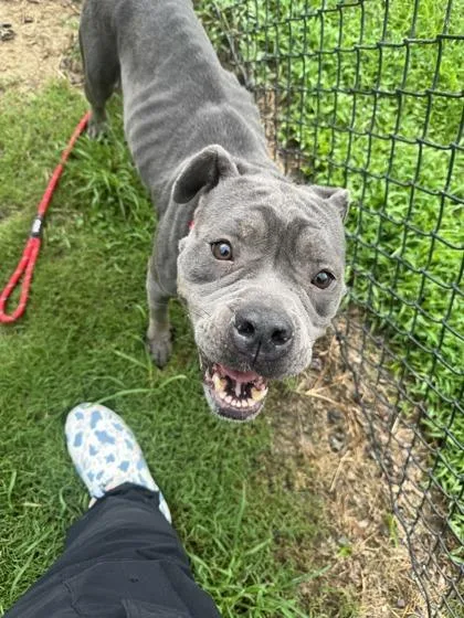 An adult large-sized female Pit Bull Terrier dog named BooBoo for adoption in Conway, SC