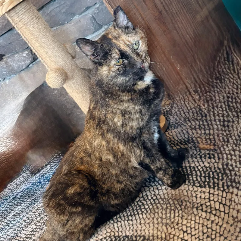 A senior large-sized female Tortoiseshell cat named Lucy Loo for adoption in Hawley, PA