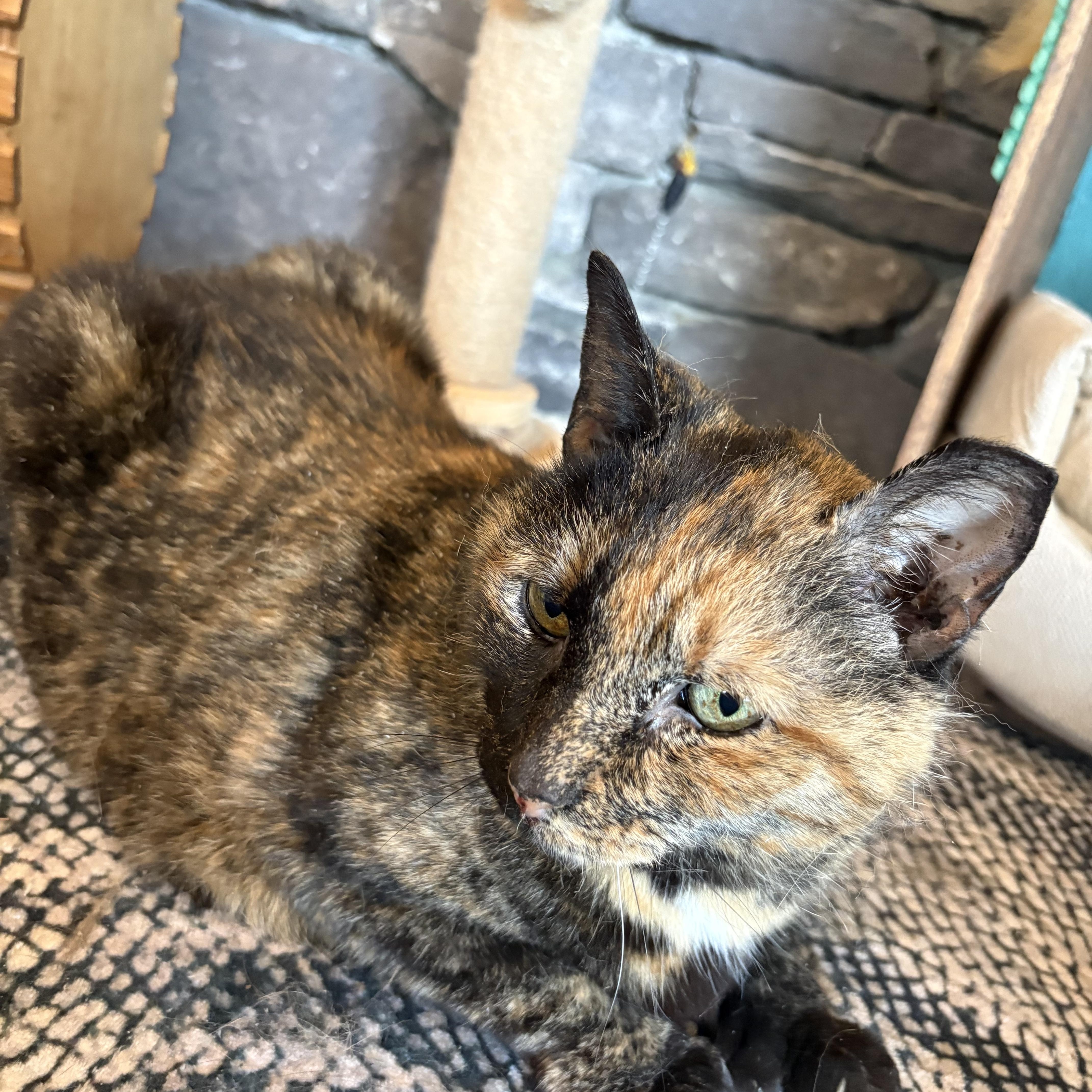Lucy Loo thumbnail 3