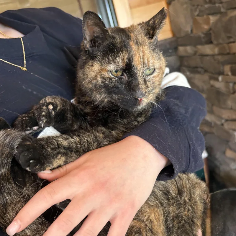 Lucy Loo thumbnail 4
