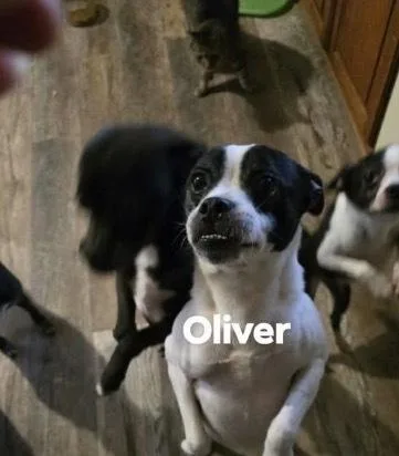 An adult small-sized male Boston Terrier dog named Oliver for adoption in Irwin, PA