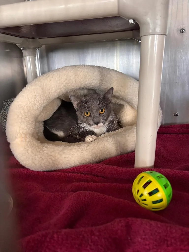 A young medium-sized female Domestic Short Hair cat named Ashe for adoption in Port Jervis, NY