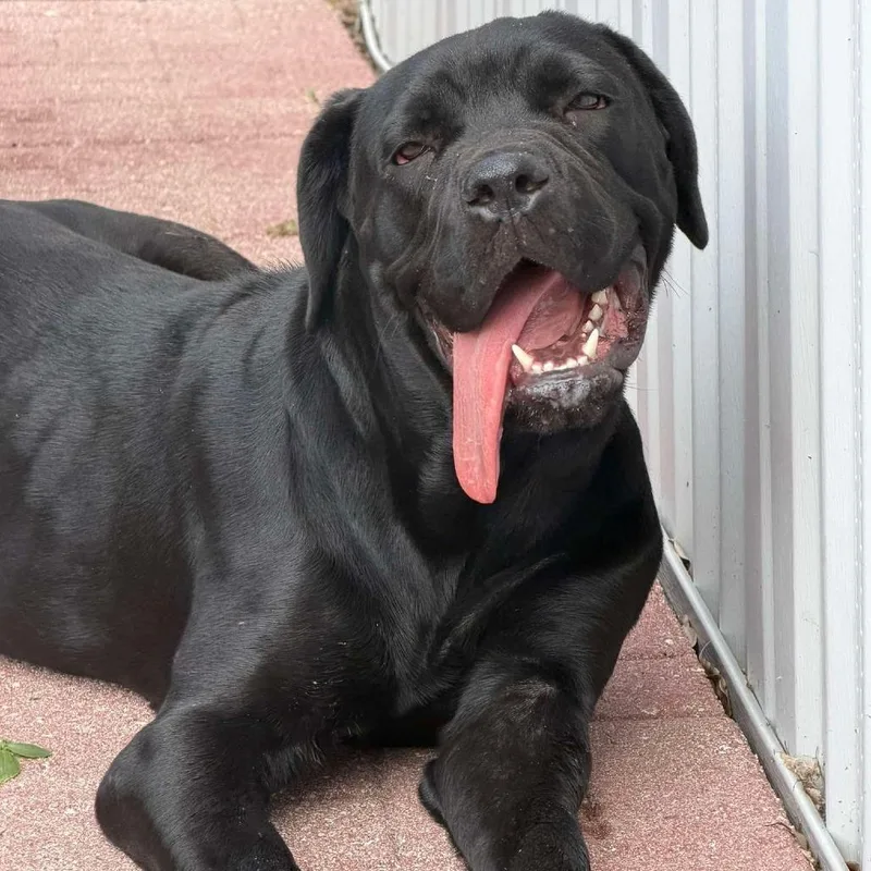 A young large-sized female Black Mixed Breed dog named Cassie for adoption in Lake Panasoffkee, FL