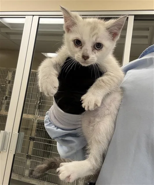 A baby small-sized female Domestic Short Hair cat named Moon for adoption in Aliquippa, PA