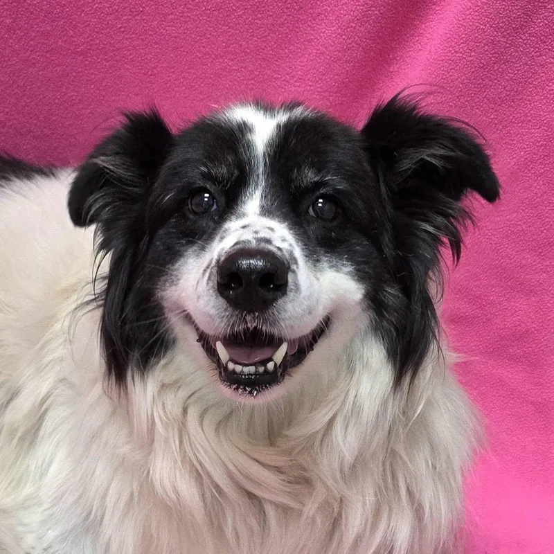 A senior large-sized female Border Collie dog named Ethel for adoption in Frankfort, IN
