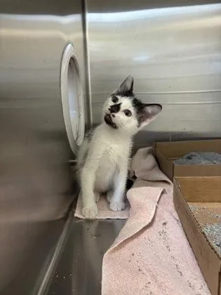 A baby small-sized male Domestic Short Hair cat named Rorschach for adoption in Independence, MO