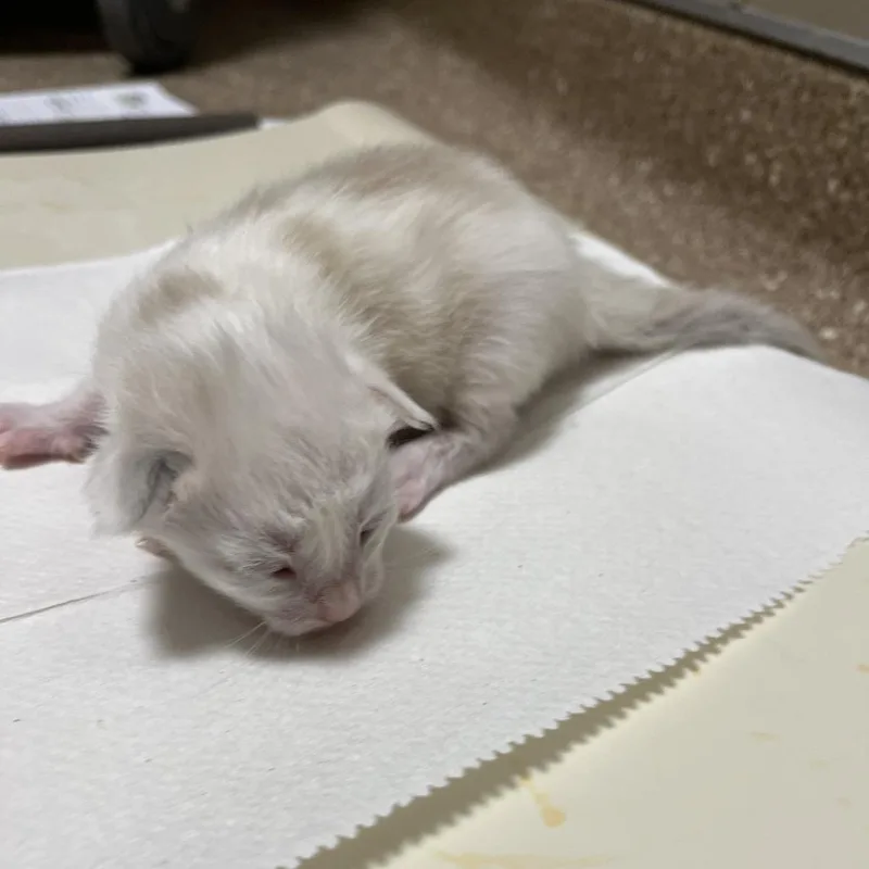 A baby small-sized female White Domestic Short Hair cat named Gunkle for adoption in Sonoma, CA