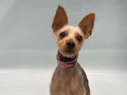 An adult small-sized male Yorkshire Terrier dog named Kernel for adoption in Coon Rapids, MN