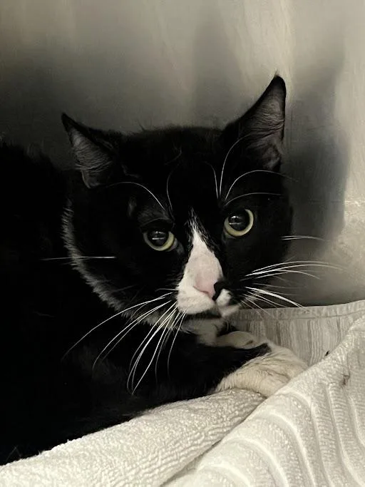 A young large-sized male Domestic Short Hair cat named Garrickson for adoption in Las Vegas, NV