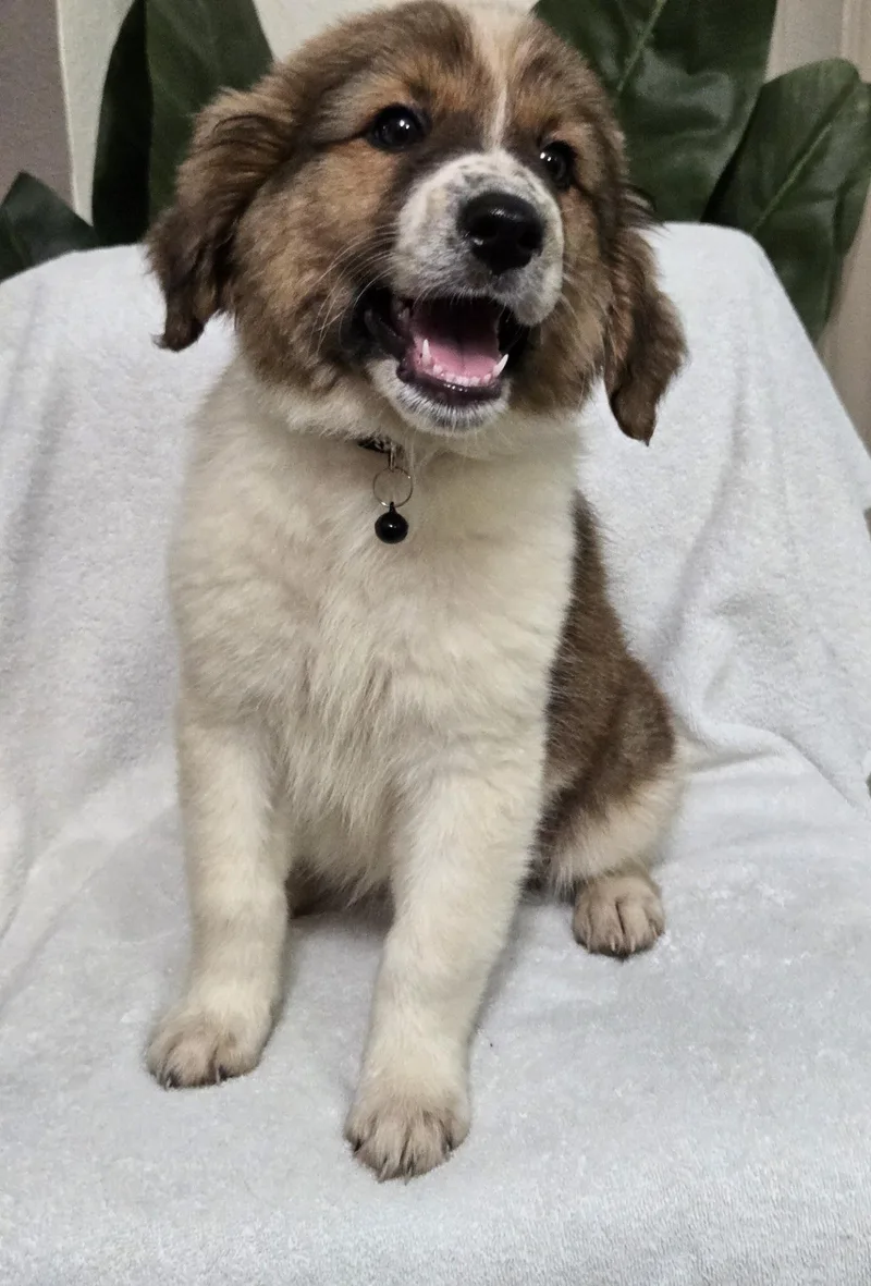 A baby large-sized female Shepherd dog named Honey Bun for adoption in Orlando, FL