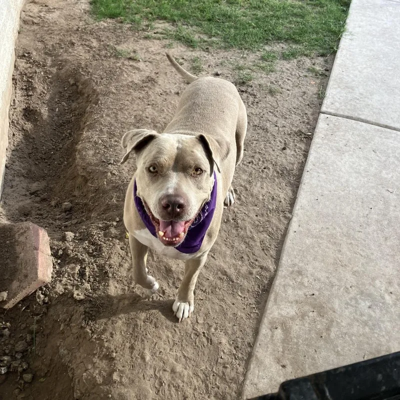 An adult large-sized male White / Cream Pit Bull Terrier dog named Sparky for adoption in Dallas, TX