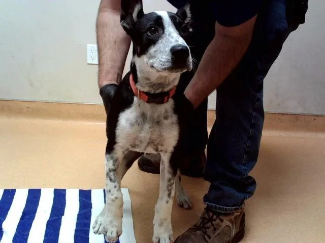 A baby small-sized male German Shepherd Dog dog named Rico for adoption in Martinez, CA
