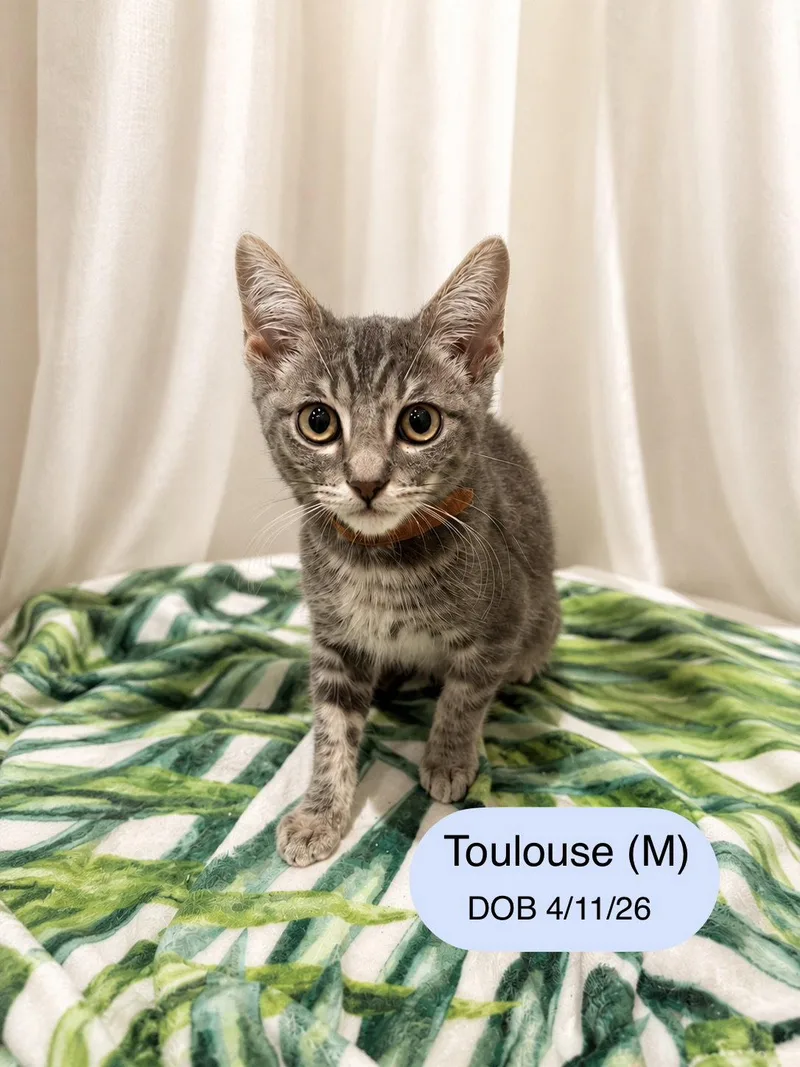 A baby medium-sized male Domestic Medium Hair cat named Toulouse for adoption in Vacaville, CA