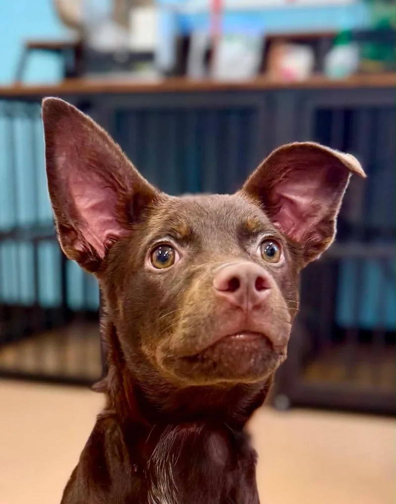 A baby medium-sized male Terrier dog named Diesel for adoption in Princeton, MA
