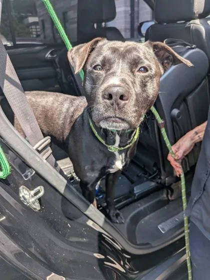 A young medium-sized male Mixed Breed dog named Majik for adoption in Atlanta, GA