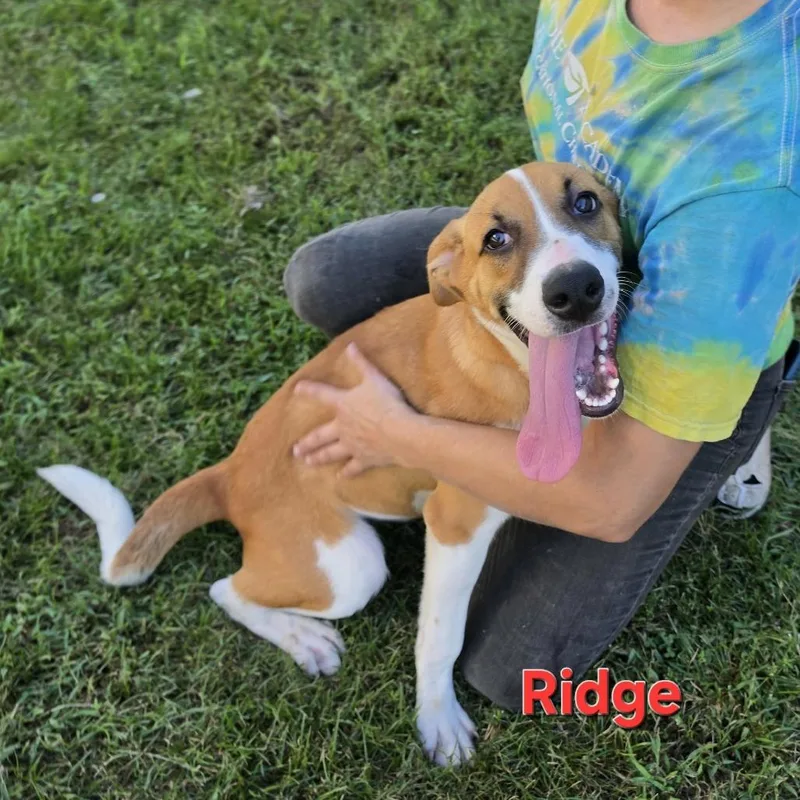 A young medium-sized male Hound dog named Ridge for adoption in Washington, DC