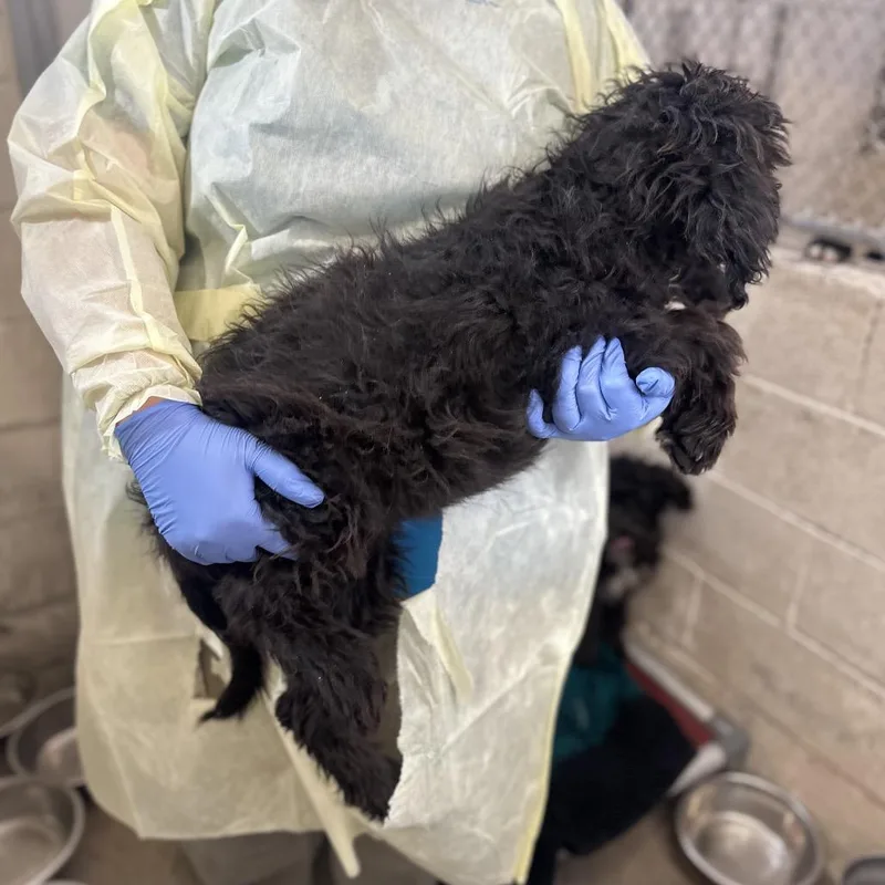 A baby small-sized female Black Poodle dog named Dottie for adoption in Amarillo, TX