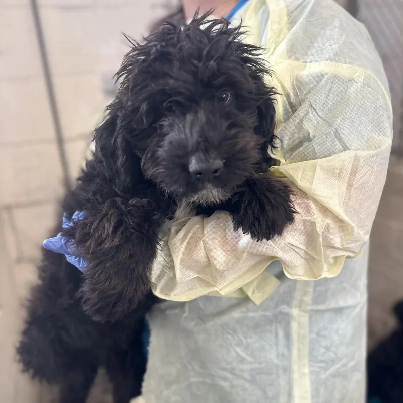 Dottie thumbnail 2