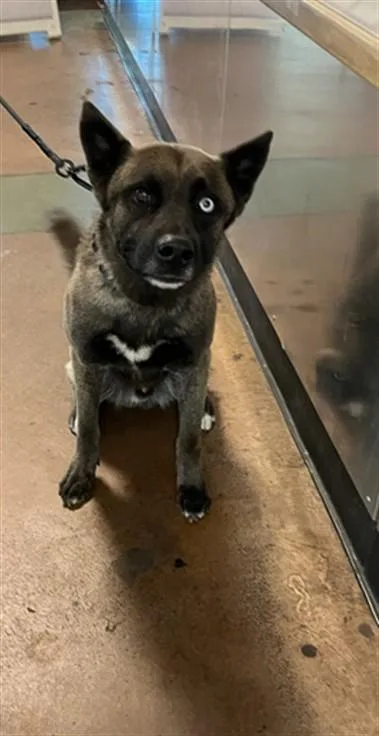 An adult large-sized male Belgian Shepherd / Malinois dog named Hunter for adoption in Van Nuys, CA