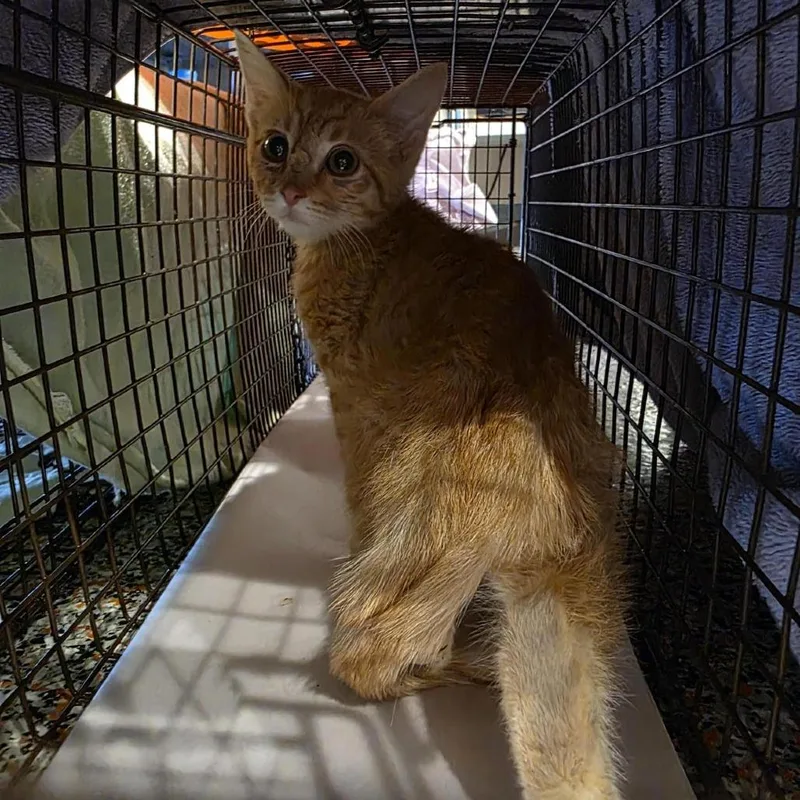A baby small-sized male Orange / Red Domestic Short Hair cat named Ramen for adoption in Salt Lake City, UT