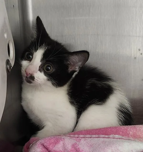 A baby small-sized female Domestic Short Hair cat named Dandelion for adoption in Silverdale, WA