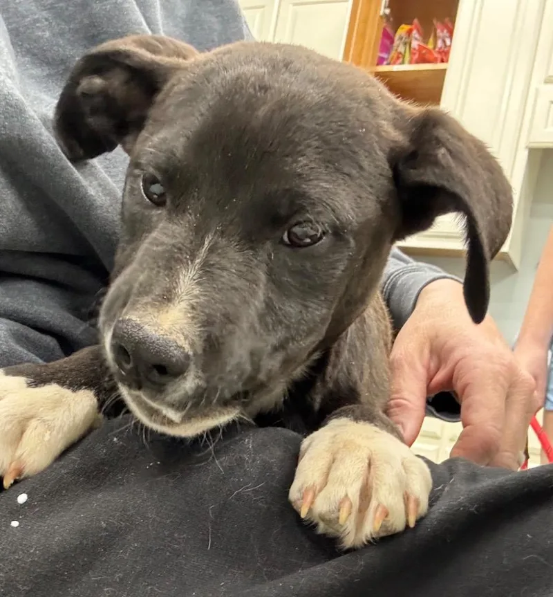 Dragonfly Hold Until