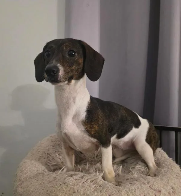 A young small-sized female White / Cream Miniature Dachshund dog named Ruby for adoption in Manvel, TX