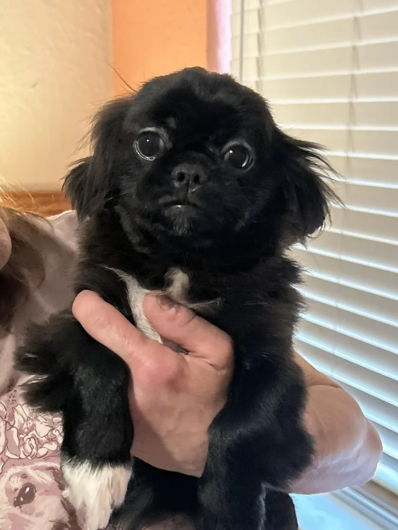 A baby small-sized male Black Pekingese dog named Mateo Monkee for adoption in Texarkana, TX