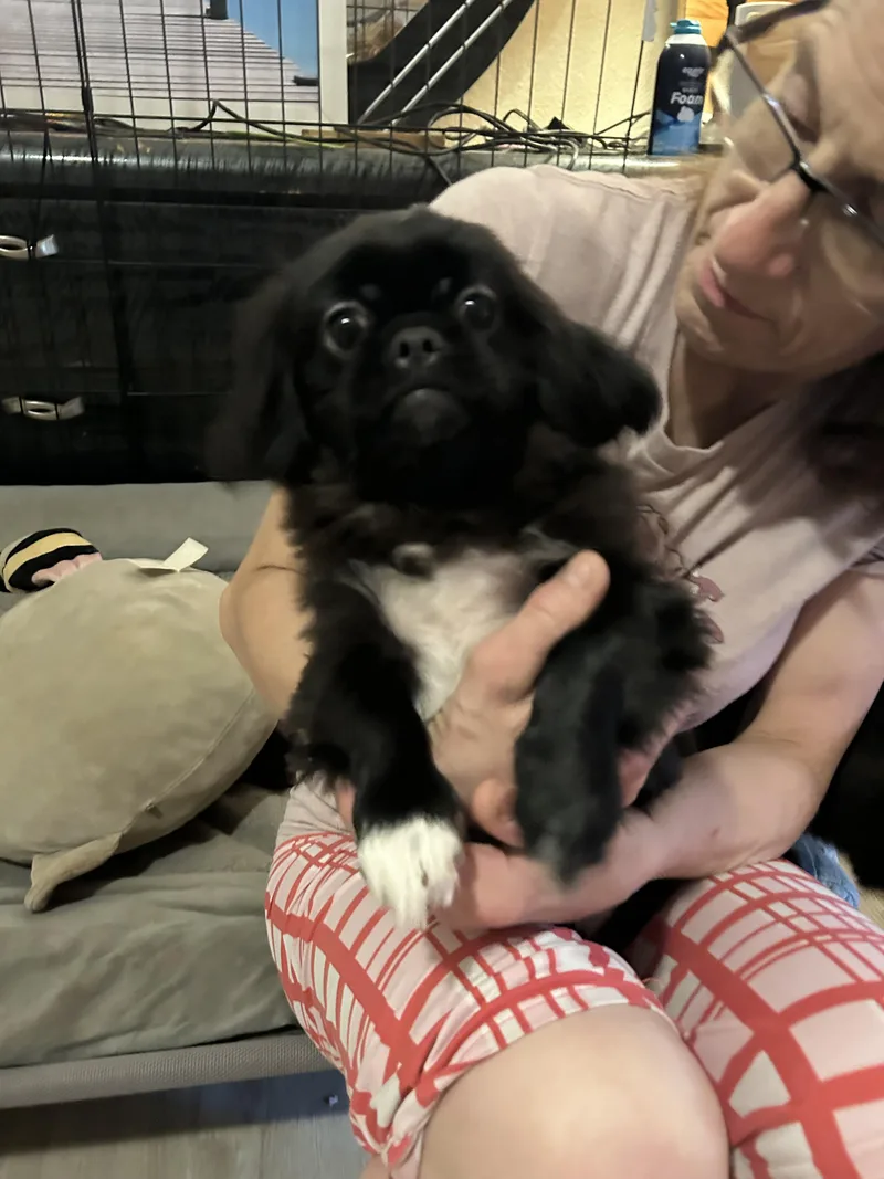 Mateo  Monkee thumbnail 3