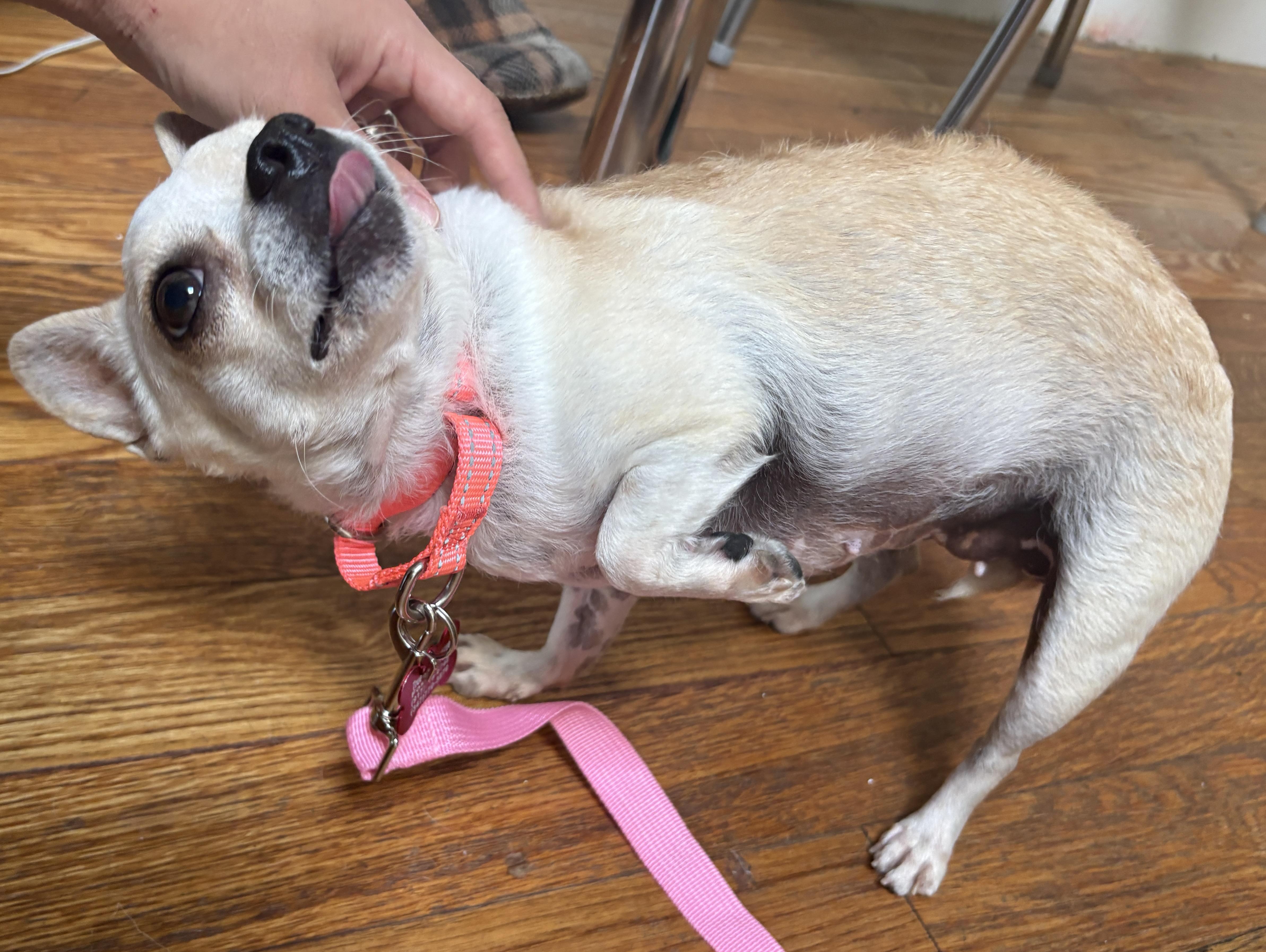 An adult small-sized female Chihuahua dog named Chloe for adoption in Brooklyn, NY