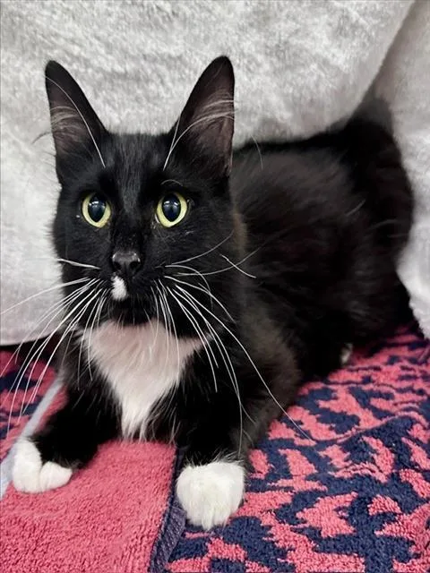 A young medium-sized female Domestic Long Hair cat named Topher for adoption in Derwood, MD
