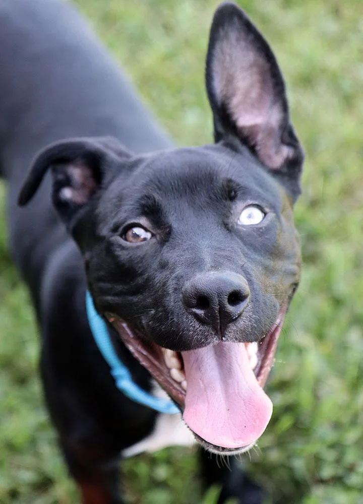 A young large-sized male Black Labrador Retriever dog named Diesel for adoption in Kansas City, KS