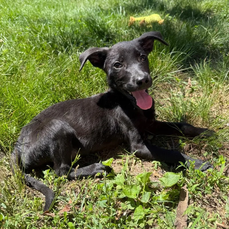 A baby small-sized female Gray / Blue / Silver German Shepherd Dog dog named Teton for adoption in Rockville, MD