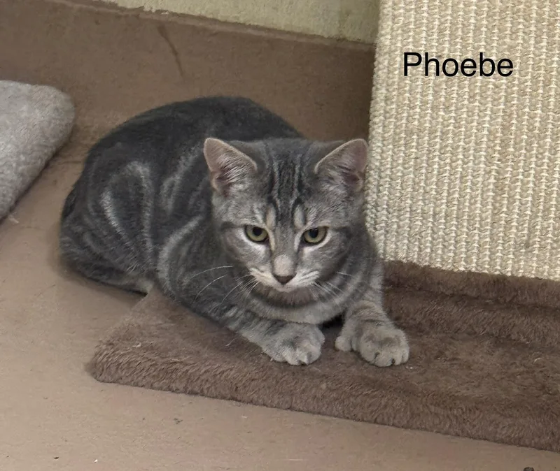 A young medium-sized female Tabby (Tiger Striped) Domestic Short Hair cat named Phoebe for adoption in Ulster, PA
