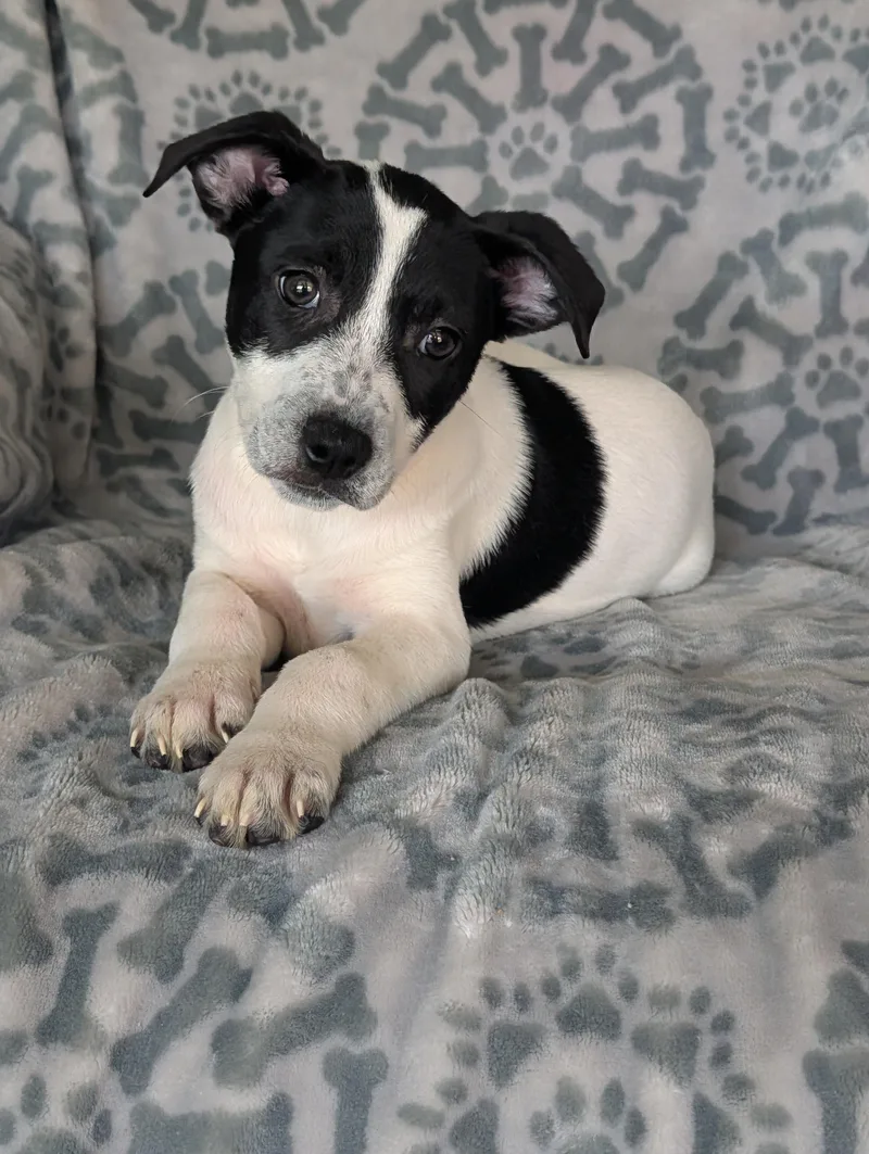 Tia