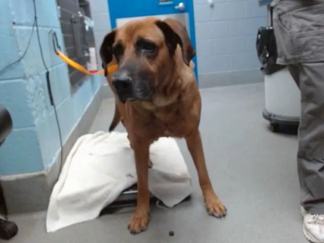 A senior large-sized male Redbone Coonhound dog named Scar for adoption in Albuquerque, NM