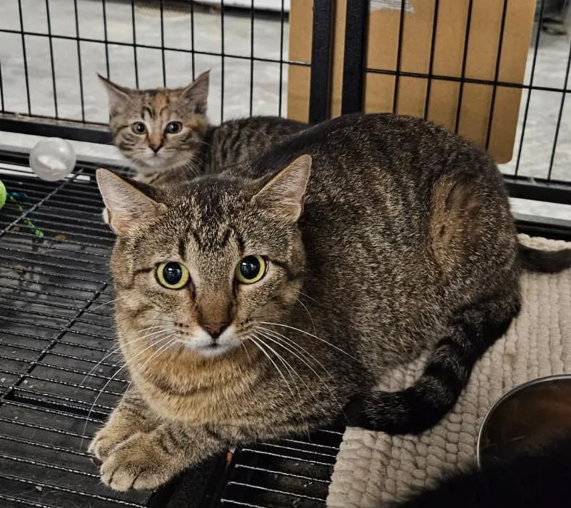 An adult medium-sized female Tabby (Buff / Tan / Fawn) Tabby cat named Sassy for adoption in Crystal City, MO