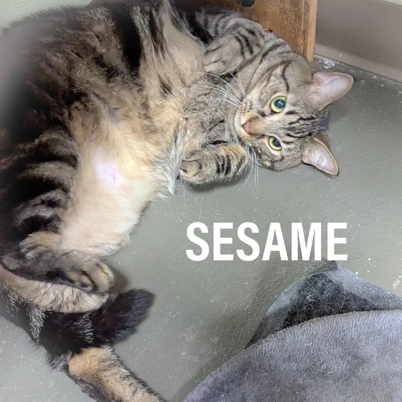 Sesame