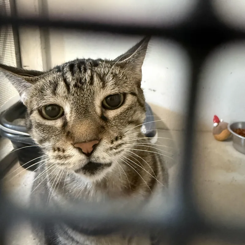 A senior large-sized female Tabby (Gray / Blue / Silver) Domestic Short Hair cat named Addie for adoption in Marana, AZ