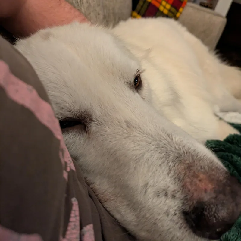 Sammy Sweetheart