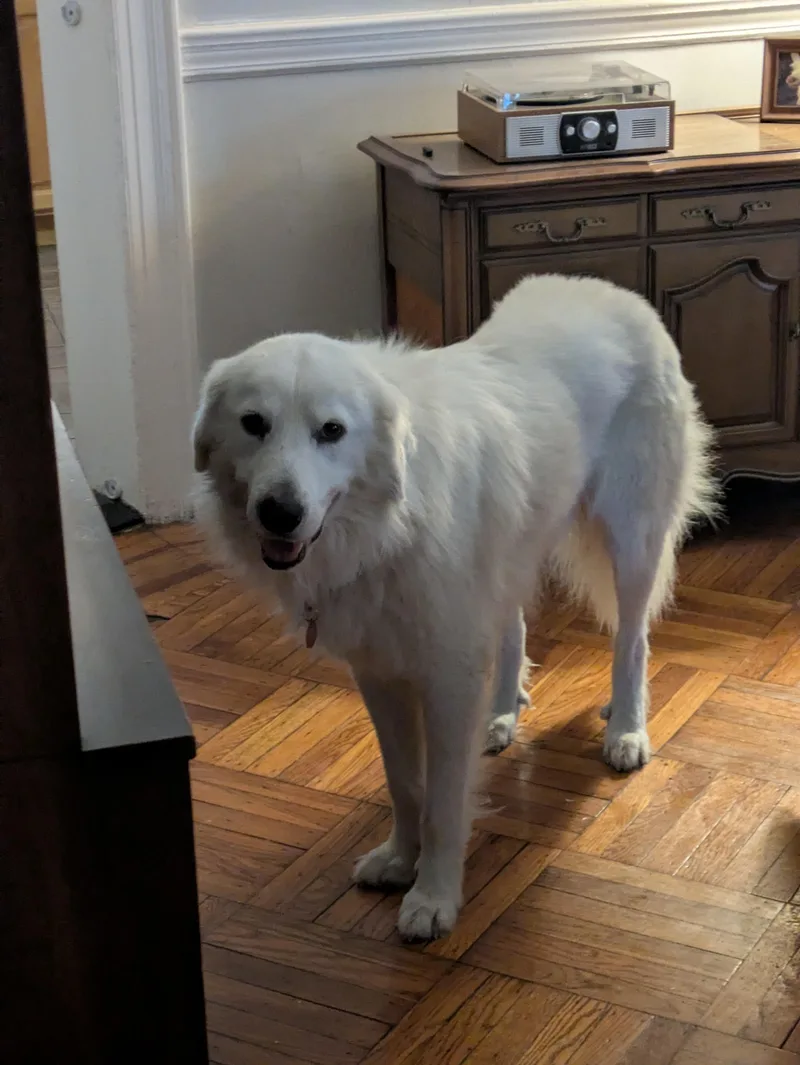 Sammy Sweetheart thumbnail 3