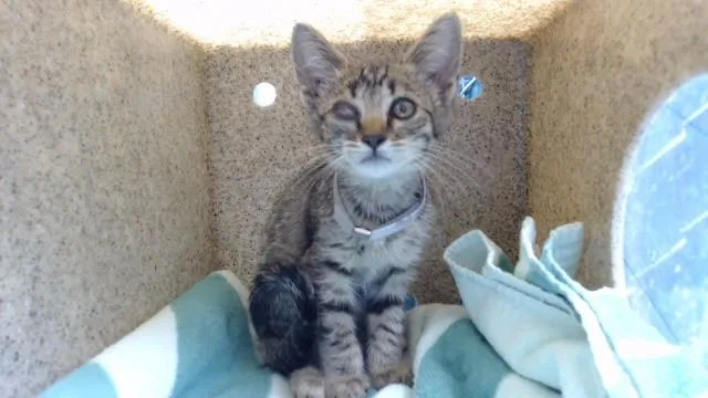 A baby medium-sized female Domestic Short Hair cat named Natty for adoption in Downey, CA