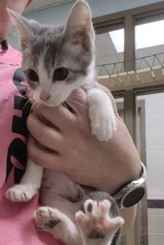 A baby small-sized female Domestic Short Hair cat named Violette for adoption in Decatur, IL