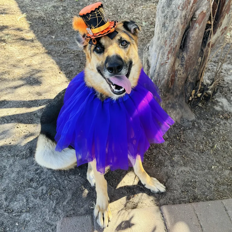An adult medium-sized female Shepherd dog named Debbie for adoption in Bastrop, TX